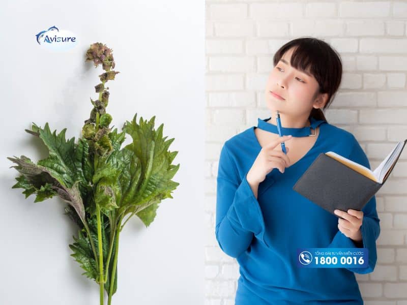 Lưu ý khi tạo môi trường kiềm bằng lá tía tô